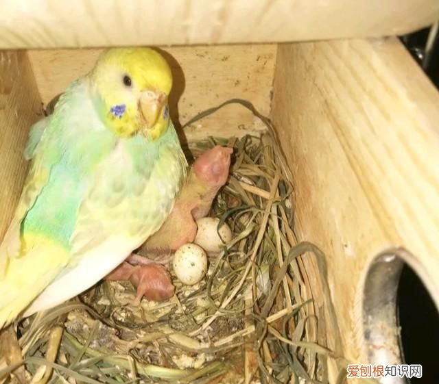 虎皮鹦鹉能孵化玄凤鹦鹉的蛋吗