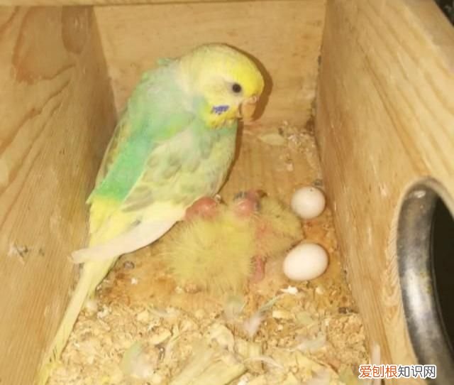 虎皮鹦鹉能孵化玄凤鹦鹉的蛋吗