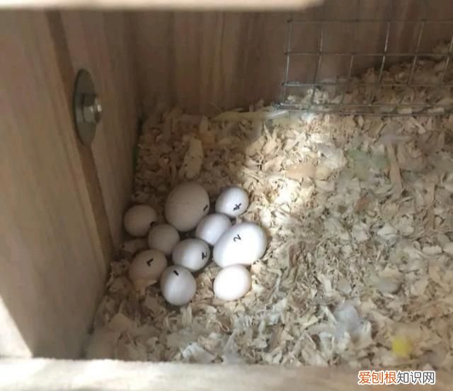 虎皮鹦鹉能孵化玄凤鹦鹉的蛋吗