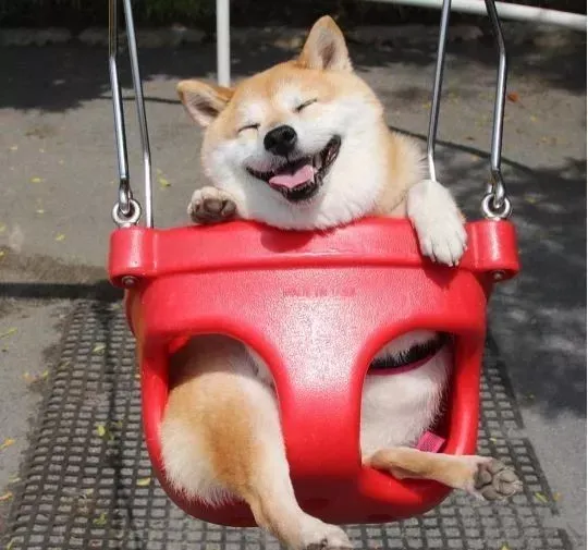 世界上最可爱的40张照片 最可爱图片