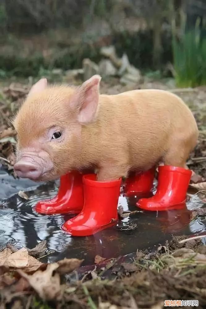 世界上最可爱的40张照片 最可爱图片