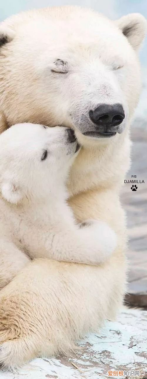 世界上最可爱的40张照片 最可爱图片