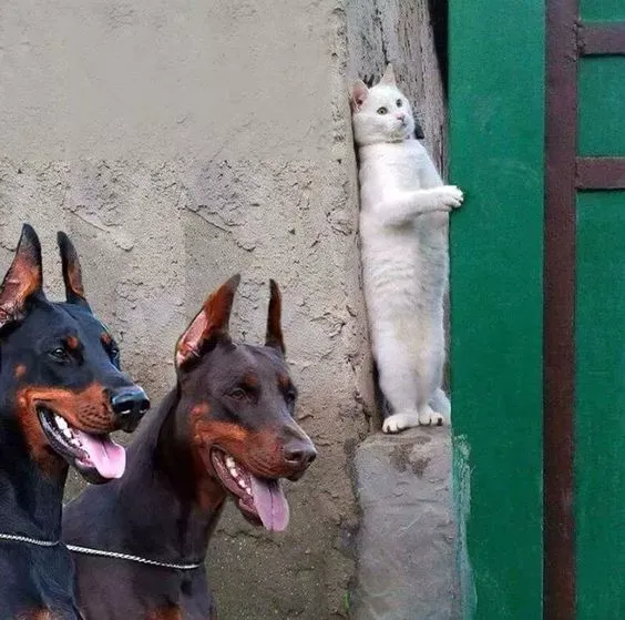 世界上最可爱的40张照片 最可爱图片