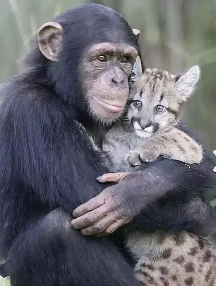 世界上最可爱的40张照片 最可爱图片