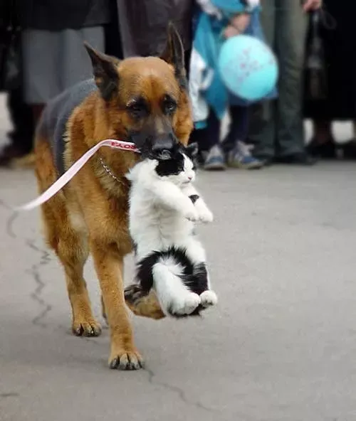 世界上最可爱的40张照片 最可爱图片