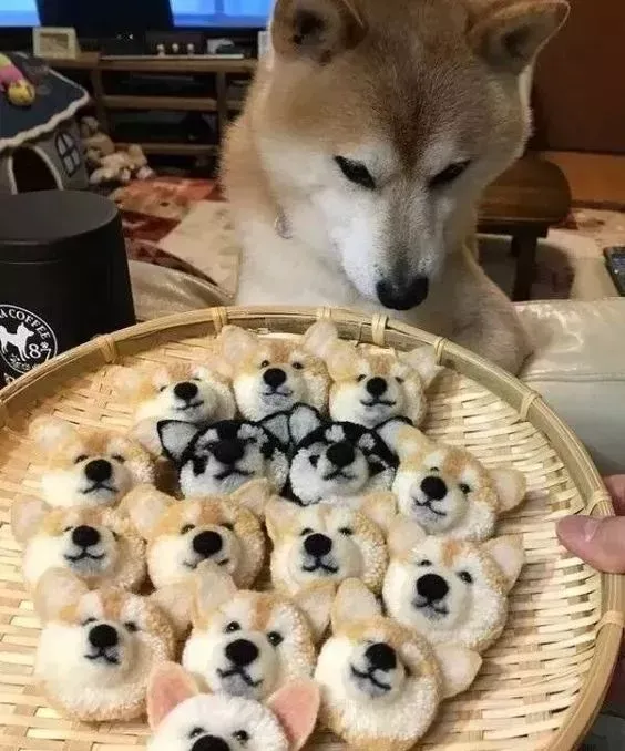 世界上最可爱的40张照片 最可爱图片