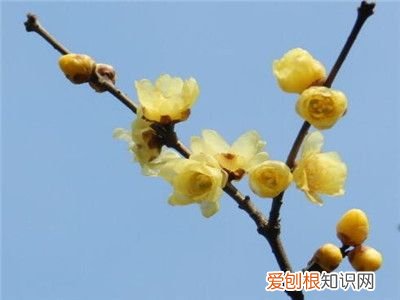 腊梅种子种植方法 腊梅花种子