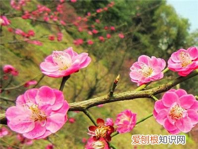 腊梅种子种植方法 腊梅花种子