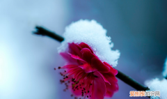 雪梅古诗的意思，卢钺雪梅这首诗的意思