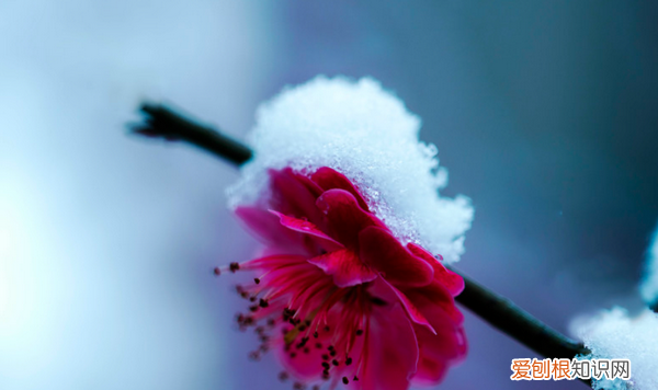 雪梅古诗的意思,卢钺雪梅这首诗的意思