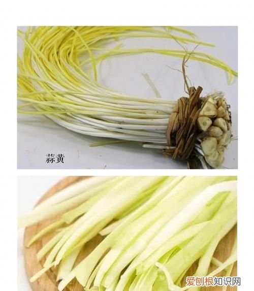 蒜黄干了还能吃吗,蒜苗发黄放干尖铃可以变绿