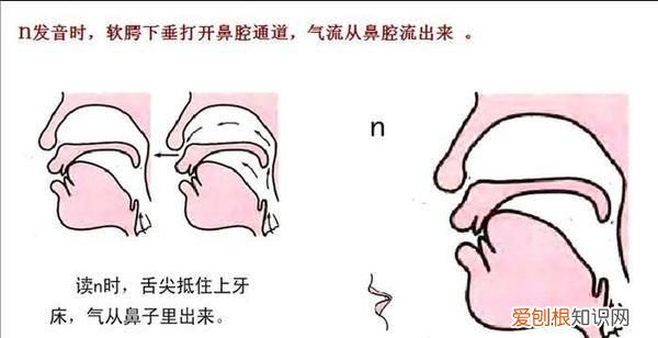 声母,韵母,整体认读音节,平舌音,翘舌音