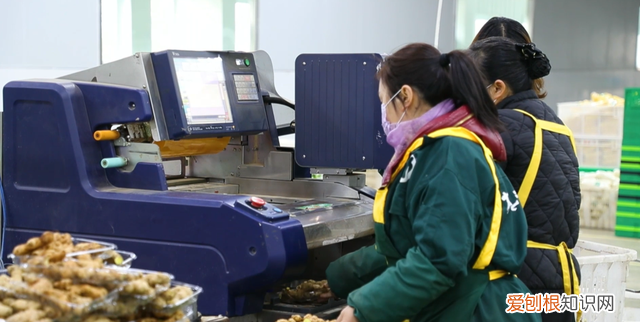 新春走基层丨延长产业链,增加附加值——重庆“菜篮子”里的新变化