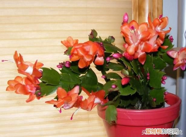 掌握蟹爪兰养护的8个技巧 蟹爪兰怎么养
