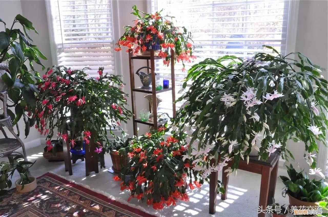 掌握蟹爪兰养护的8个技巧 蟹爪兰怎么养