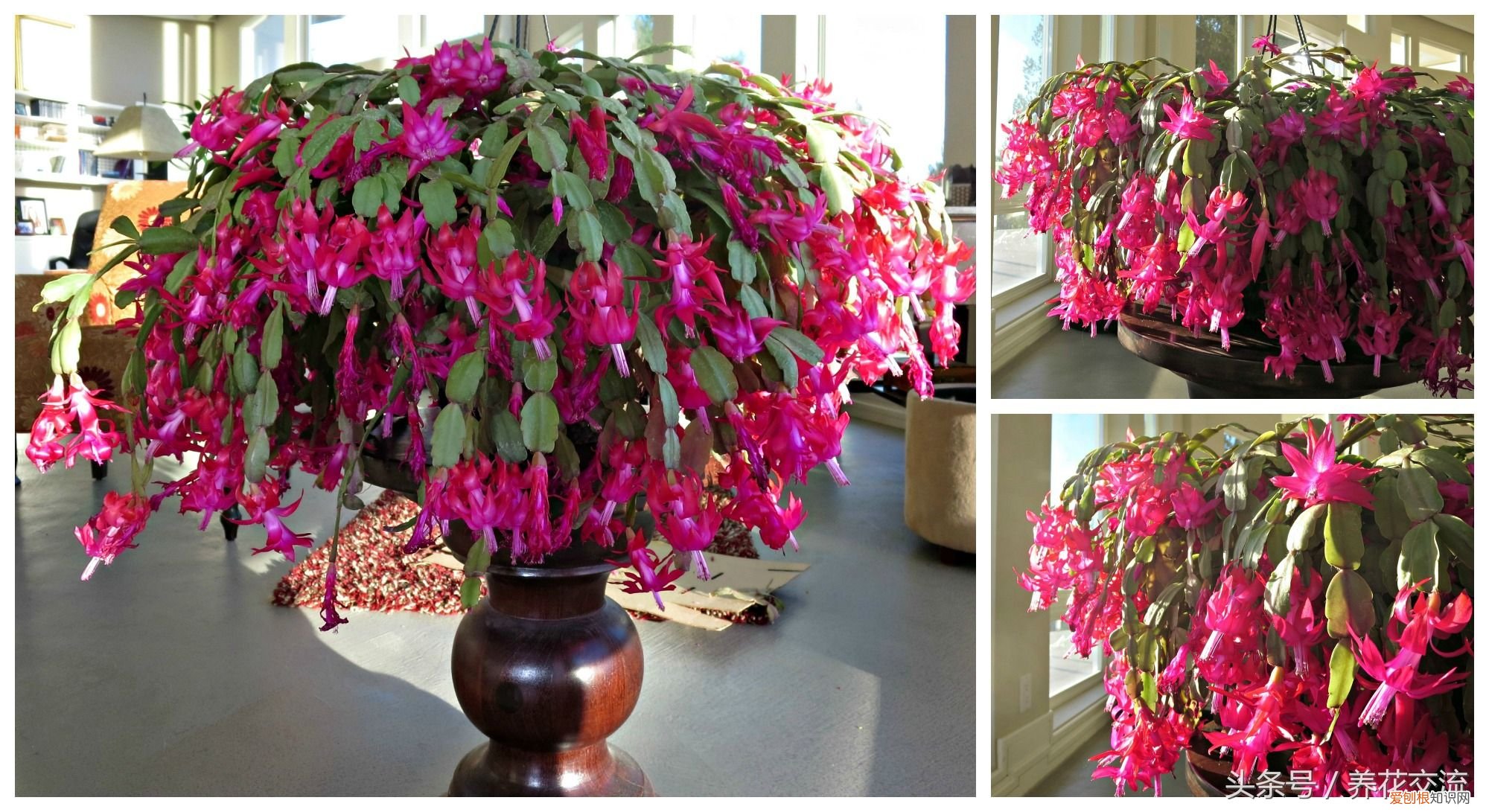 掌握蟹爪兰养护的8个技巧 蟹爪兰怎么养