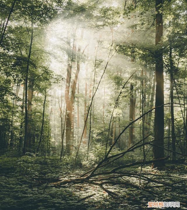 摄影中耶稣光指的是什么光 耶稣光的形成及拍摄方法