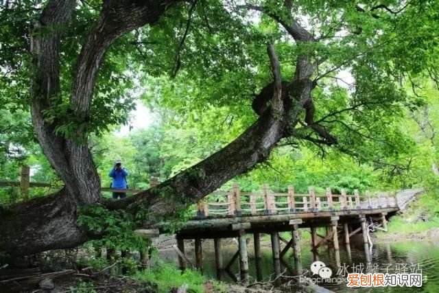 镜泊湖火山口地下森林 镜泊湖地下森林