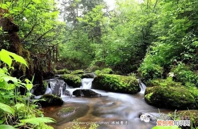 镜泊湖火山口地下森林 镜泊湖地下森林
