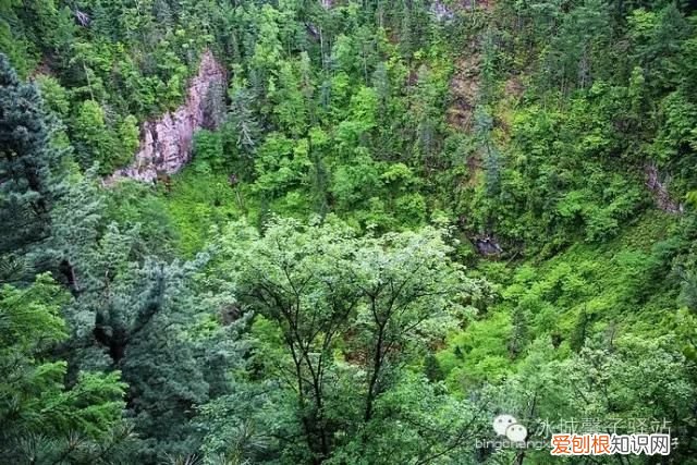 镜泊湖火山口地下森林 镜泊湖地下森林
