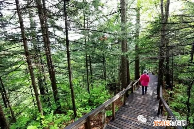 镜泊湖火山口地下森林 镜泊湖地下森林