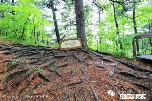 镜泊湖火山口地下森林 镜泊湖地下森林