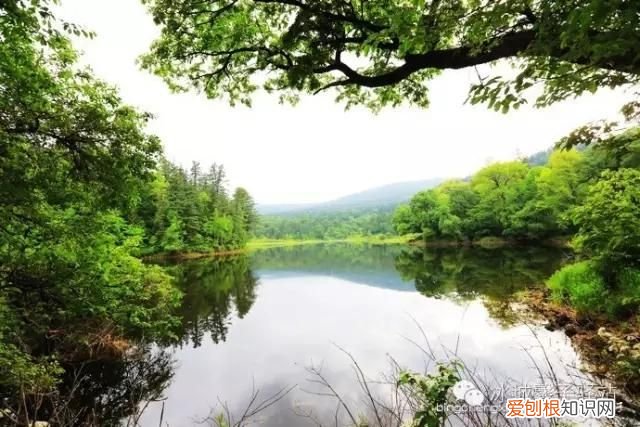 镜泊湖火山口地下森林 镜泊湖地下森林