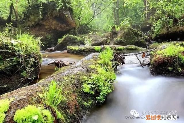 镜泊湖火山口地下森林 镜泊湖地下森林