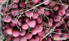 荔枝晒干可以吃吗，做荔枝干要煮多久