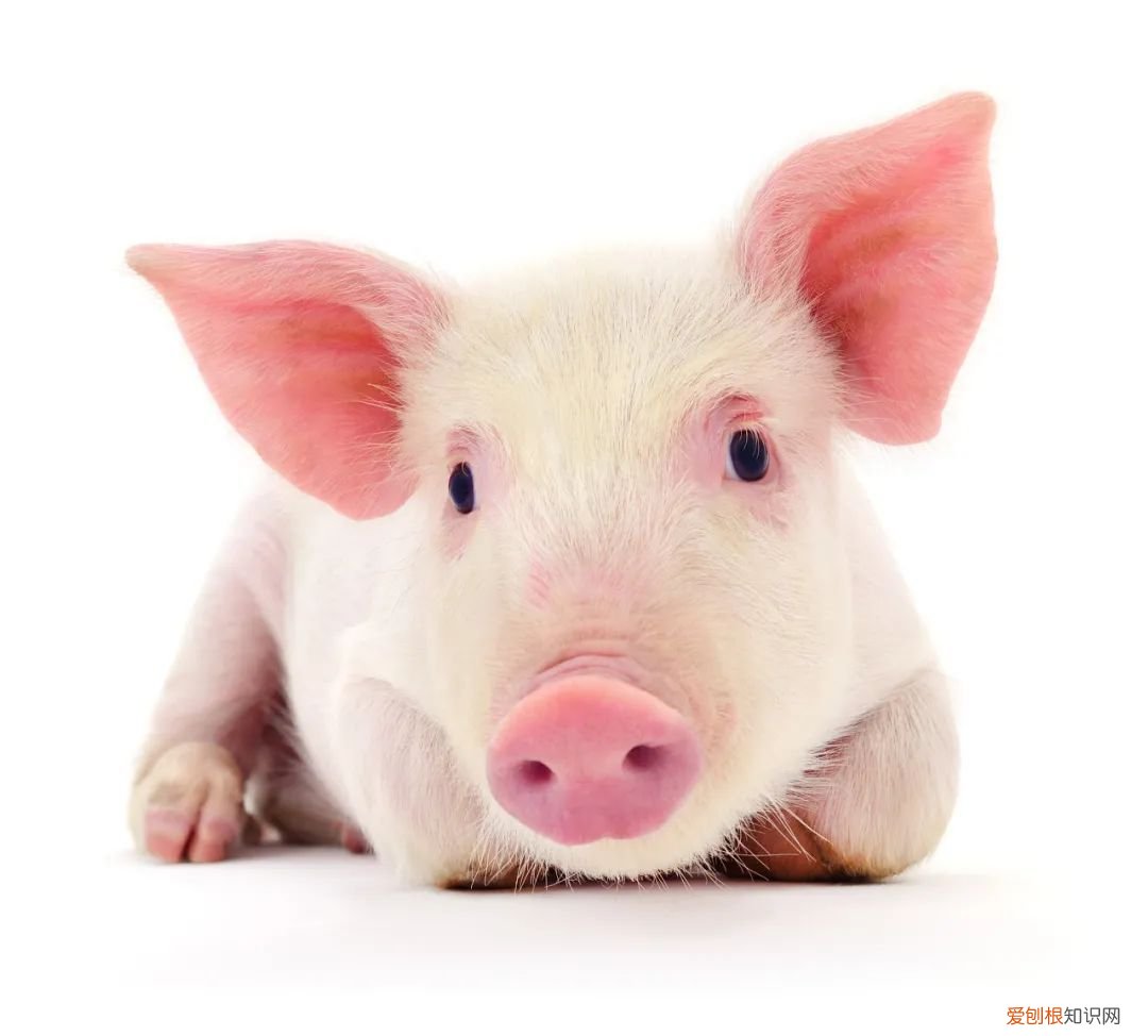 吃什么补铁补血 ！ 补铁补血！