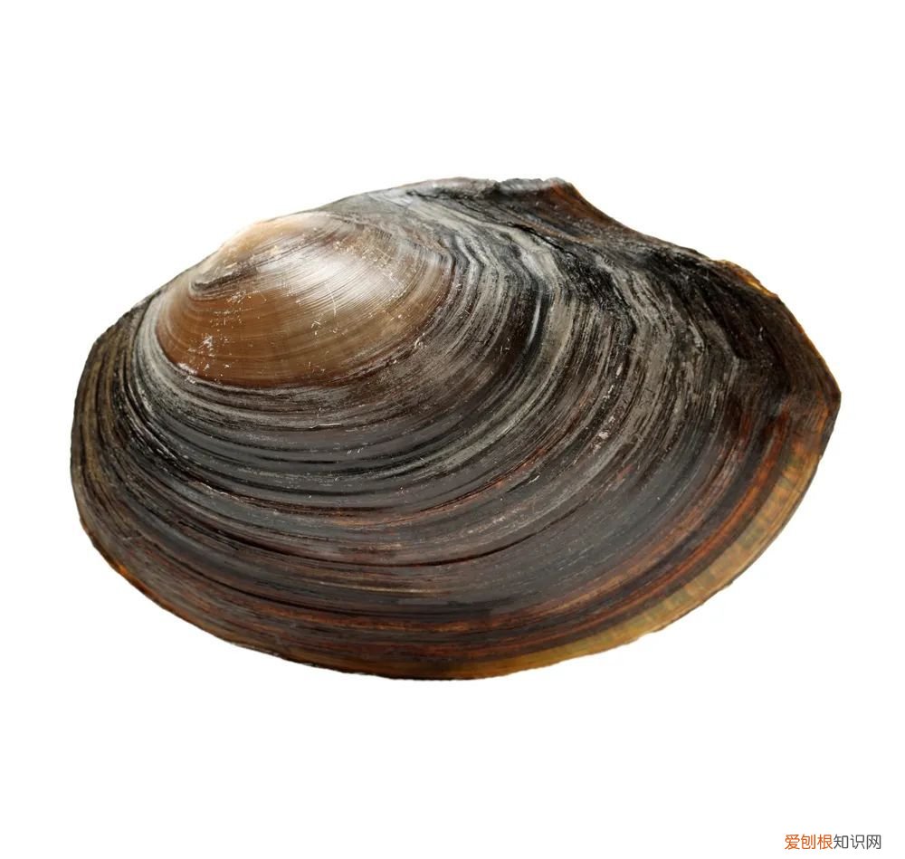 吃什么补铁补血 ！ 补铁补血！