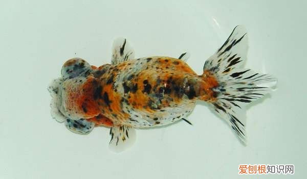 国粹金鱼品种实在太多了 国粹金鱼！