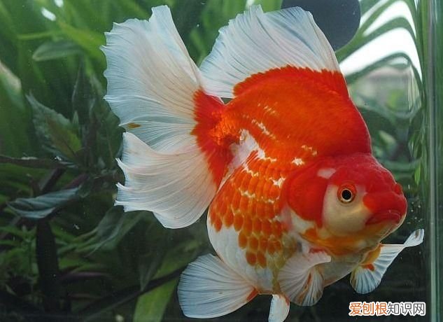 国粹金鱼品种实在太多了 国粹金鱼！