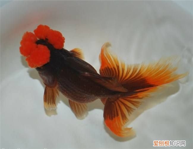 国粹金鱼品种实在太多了 国粹金鱼！
