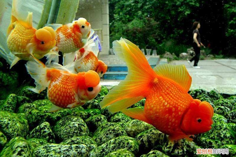 国粹金鱼品种实在太多了 国粹金鱼！