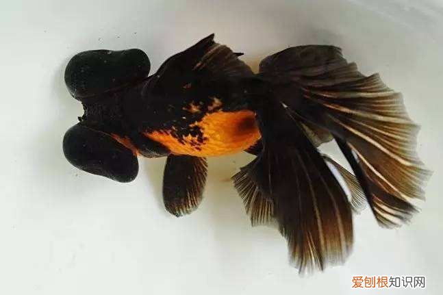 国粹金鱼品种实在太多了 国粹金鱼！