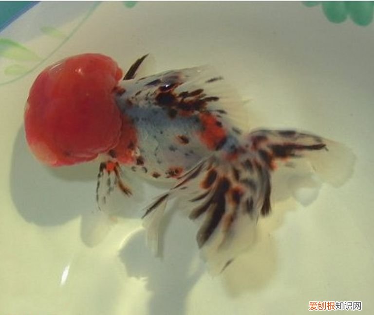 国粹金鱼品种实在太多了 国粹金鱼！