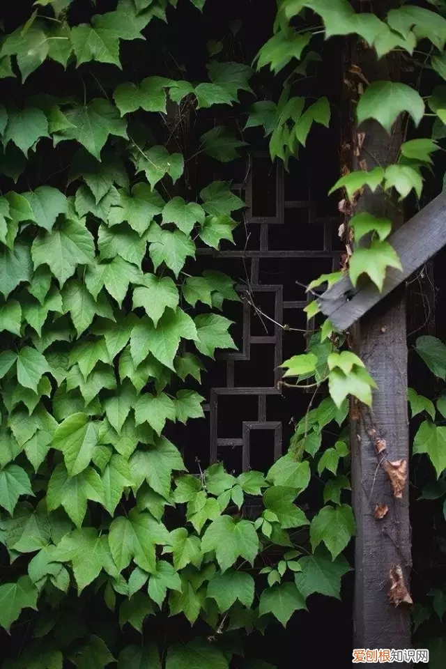 十首最美诗词，意境幽远，荡气回肠 荡气回肠的诗句