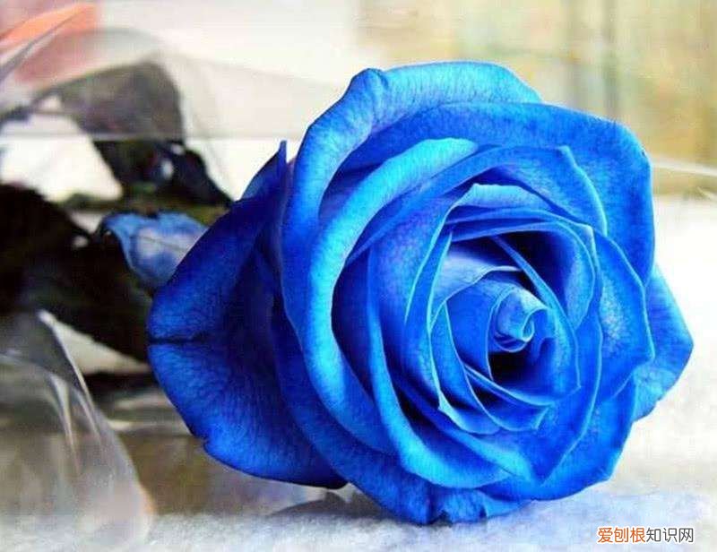 蓝颜知己”你知道是什么意思吗？ 蓝颜知己是什么呢