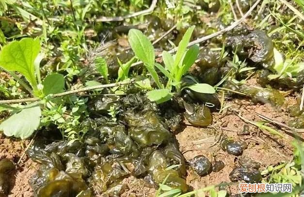 农村野地里的雷公屎有什么用