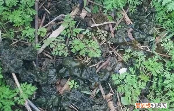 农村野地里的雷公屎有什么用