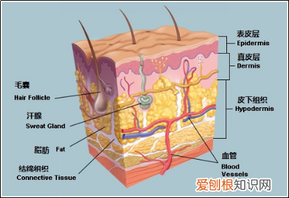 你真的认识你的皮肤吗? 皮肤知识