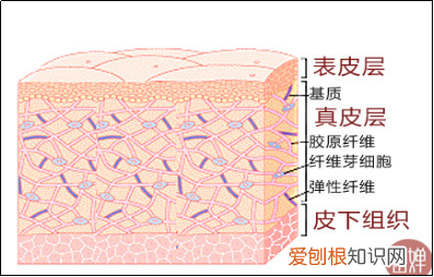 你真的认识你的皮肤吗？ 皮肤知识