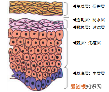 你真的认识你的皮肤吗? 皮肤知识