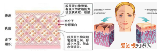 你真的认识你的皮肤吗？ 皮肤知识