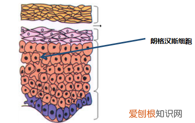 你真的认识你的皮肤吗？ 皮肤知识