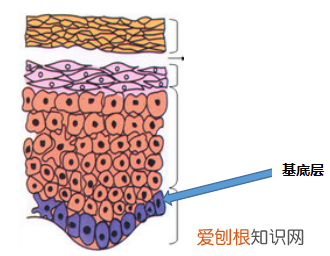 你真的认识你的皮肤吗？ 皮肤知识