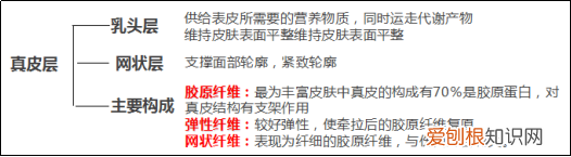 你真的认识你的皮肤吗？ 皮肤知识