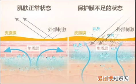 你真的认识你的皮肤吗? 皮肤知识