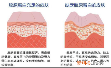 你真的认识你的皮肤吗？ 皮肤知识
